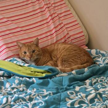 Sven -  Domestic Short Hair Cat for Adoption in Jarrettsville, Maryland - Sven | PetCurious