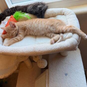 Domestic Short Hair Cats Available for Adoption in Las Vegas, Nevada - Mandarin | PetCurious