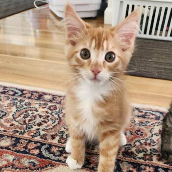 Marcus -  Domestic Medium Hair Cat for Adoption in Sonoma, California - Marcus | PetCurious