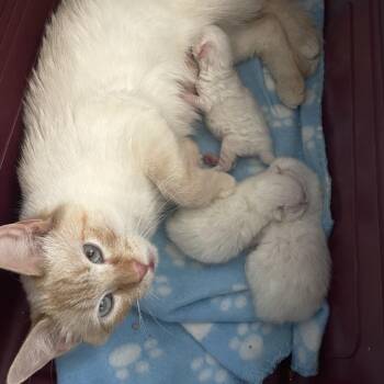 Oliver -  Domestic Short Hair Cat for Adoption in Spokane, Washington - Oliver | PetCurious