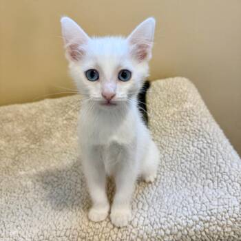 Crepe -  Domestic Short Hair Cat for Adoption in Agoura Hills, California - Crepe | PetCurious