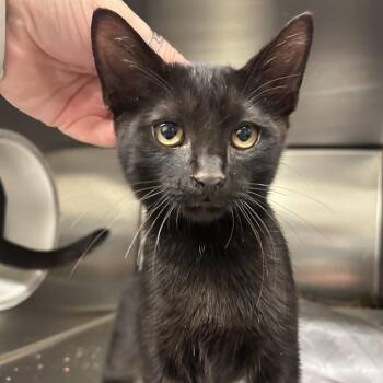 Sebastion -  Domestic Short Hair Cat for Adoption in Charlottesville, Virginia - Sebastion | PetCurious