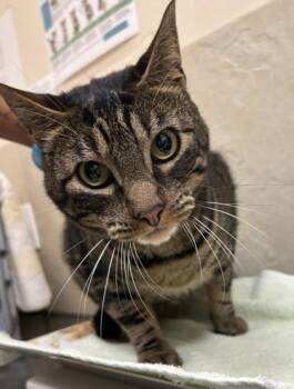 Eddie / Eduardo -  Domestic Short Hair Cat for Adoption in Honolulu, Hawaii - Eddie / Eduardo | PetCurious