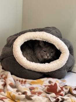 Rescue Domestic Long Hair and Domestic Short Hair Cats for Adoption in Batavia, Ohio - Sheeba | PetCurious