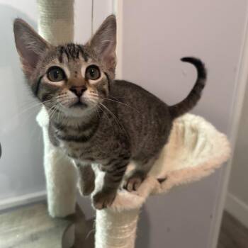 Domestic Short Hair Cats Available for Adoption - Sprinkles 3 | PetCurious