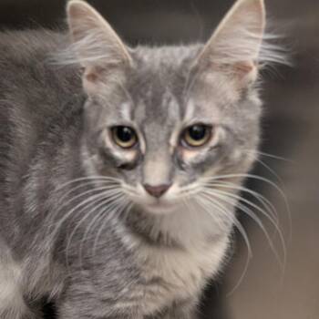 Glinda -  Domestic Short Hair Cat for Adoption in Sonoma, California - Glinda | PetCurious