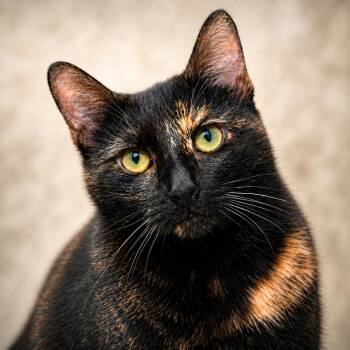 Tortoiseshell and Bombay Cats Available for Adoption in Hillsboro, Texas - Harlee — Feather Wand Fanatic & Playtime Pro | PetCurious