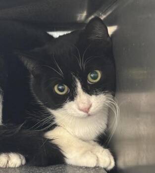 Marbles -  Domestic Short Hair Cat for Adoption in Golden, Colorado - Marbles | PetCurious