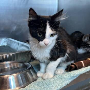 Velma -  Extra Toes Cat Hemingway Polydactyl Cat for Adoption in Matteson, Illinois - Velma | PetCurious