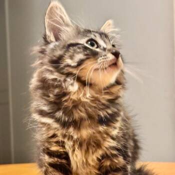 Athena -  Maine Coon and Tabby Cat for Adoption in Pinole, California - Athena | PetCurious