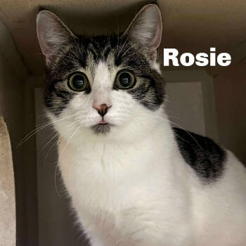 Rescue Domestic Short Hair Cats for Adoption in Gladstone, Michigan - Rosie 250759 | PetCurious