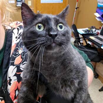 Domestic Short Hair Cats Available for Adoption - Oz | PetCurious