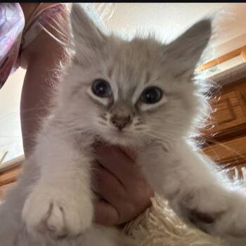 Dumbledore -  Domestic Long Hair Cat for Adoption in Layton, Utah - Dumbledore | PetCurious