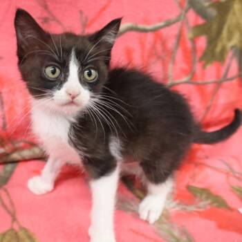 Culver C12544 -  Domestic Short Hair Cat for Adoption - Culver C12544 | PetCurious