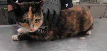 Domestic Short Hair Cats Available for Adoption - Mia (614) 03.16.26 | PetCurious