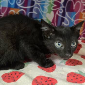 Cleo -  Domestic Short Hair Cat Available for Adoption - Cleo | PetCurious
