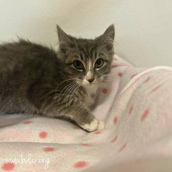 Fish -  Domestic Short Hair Cat for Adoption in Cheyenne, Wyoming - Fish | PetCurious