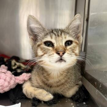 Tawny -  Domestic Short Hair Cat for Adoption in Oakland, California - Tawny | PetCurious
