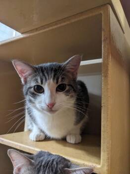 Domestic Short Hair Cats Available for Adoption - Mr. Tumnis | PetCurious