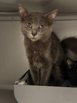 PORTHOS -  Domestic Short Hair Cat for Adoption in Leesburg, Virginia - PORTHOS | PetCurious