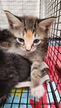 GEMMA -  Domestic Short Hair Cat for Adoption in Fort Lauderdale, Florida - GEMMA | PetCurious