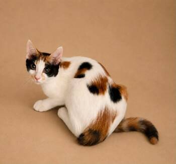 Nora -  Domestic Short Hair Cat for Adoption in Columbia, Tennessee - Nora | PetCurious