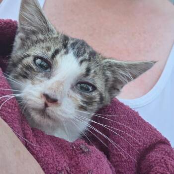 Monkey -  Domestic Short Hair Cat for Adoption in Moses Lake, Washington - Monkey | PetCurious