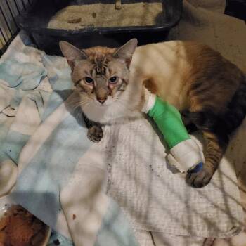 Swenson NO CHIP -  Siamese and Domestic Short Hair Cat for Adoption in Dallas, Texas - Swenson NO CHIP | PetCurious