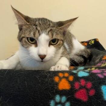 Pebbles -  Domestic Short Hair Cat for Adoption in Rochester, Minnesota - Pebbles | PetCurious