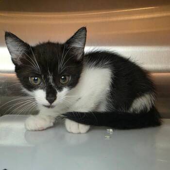 Cocokind -  Domestic Short Hair Cat for Adoption in Los Angeles, California - Cocokind | PetCurious