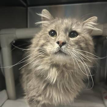 Domestic Medium Hair Cats Available for Adoption in Cheyenne, Wyoming - Luke | PetCurious