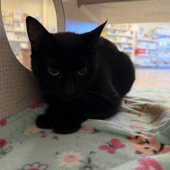 Coffee -  Domestic Short Hair Cat for Adoption in Buffalo, Minnesota - Coffee | PetCurious