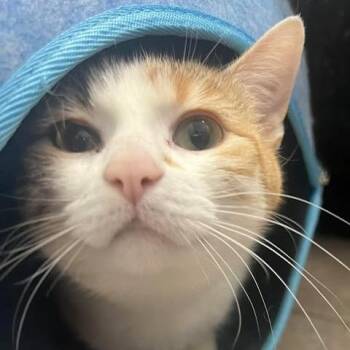 Domestic Short Hair Cats Available for Adoption in Eagle Mountain, Utah - Chloe Caywood | PetCurious