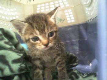 AMELIA BEDELIA -  Domestic Short Hair Cat for Adoption in Charlotte, North Carolina - AMELIA BEDELIA | PetCurious