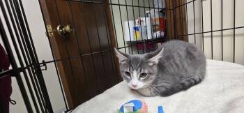 Smokey Joe -  Domestic Short Hair Cat for Adoption in Lancaster, Pennsylvania - Smokey Joe | PetCurious