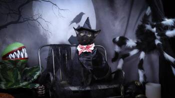 Rescue Bombay and Domestic Short Hair Cats for Adoption in Lucas, Texas - Mavis | PetCurious