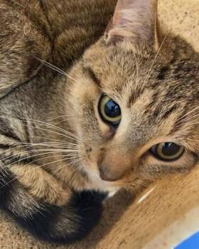 Domestic Short Hair Cats Available for Adoption in Lafayette, Indiana - Felix | PetCurious