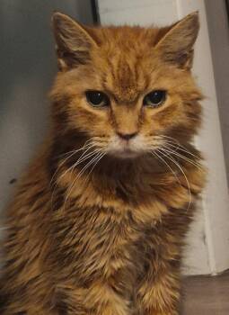 Rescue Domestic Long Hair Cats for Adoption in Nashville, Tennessee - Chester | PetCurious