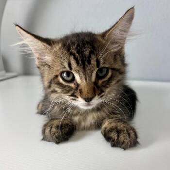 Raphael -  American Shorthair Cat for Adoption in Freeport, Florida - Raphael | PetCurious