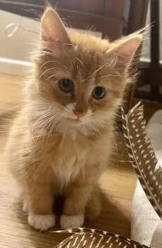 JJ and Rambo -  Domestic Short Hair and Domestic Medium Hair Cat for Adoption in Monson, Massachusetts - JJ And Rambo | PetCurious