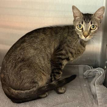Rosie -  Domestic Short Hair Cat for Adoption in Englewood, Florida - Rosie | PetCurious