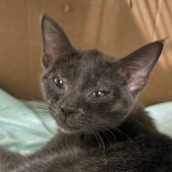 Carter -  Domestic Short Hair Cat for Adoption in Greenfield, Indiana - Carter | PetCurious