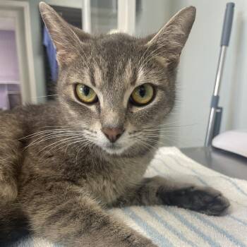 Harmony -  Domestic Short Hair Cat for Adoption in Cumming, Georgia - Harmony | PetCurious