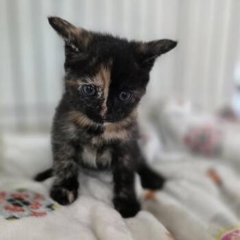 Domestic Short Hair Cats Available for Adoption - MSSC-Stray-114477 Misty K1 | PetCurious