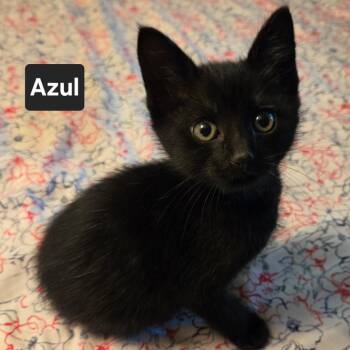 Azul -  Domestic Short Hair Cat for Adoption in Coos Bay, Oregon - Azul | PetCurious