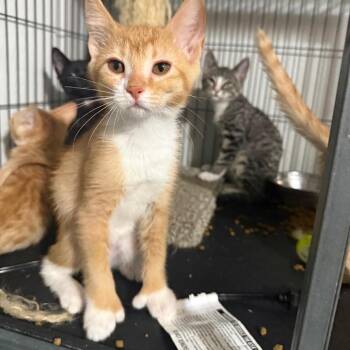 Wraith Carter -  Domestic Short Hair Cat for Adoption in Eagle Mountain, Utah - Wraith Carter | PetCurious