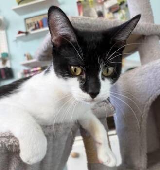 Blair -  Tuxedo Cat for Adoption in Woodstock, Ontario - Blair | PetCurious