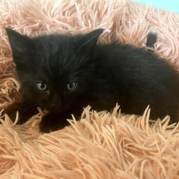 Domestic Medium Hair Cats Available for Adoption in Long Beach, California - ROOKIE | PetCurious