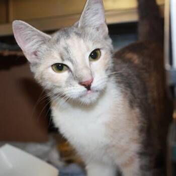 Independent Woman -  Domestic Short Hair Cat for Adoption in Richmond, Virginia - Independent Woman | PetCurious