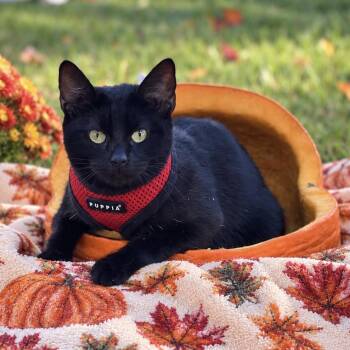 Remi -  Domestic Short Hair Cat for Adoption in Hughesville, Maryland - Remi | PetCurious